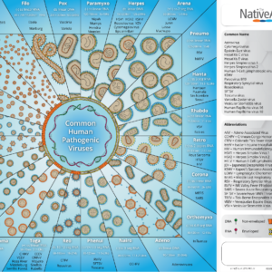 Preview-of-common-human-pathogenic-viruses-poster