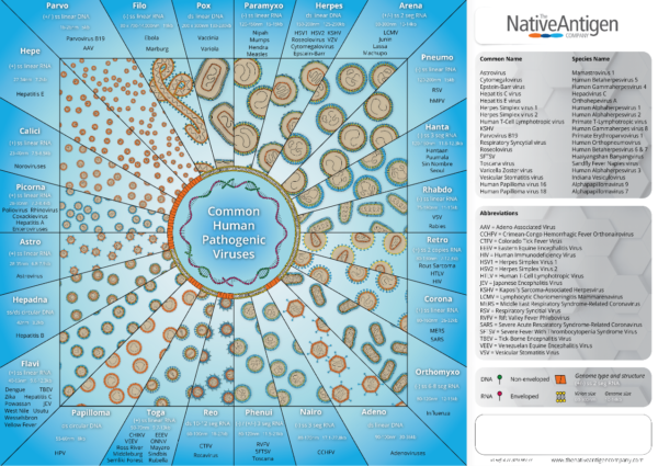 Preview-of-common-human-pathogenic-viruses-poster
