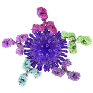 Mouse Anti Coxsackievirus B3 Antibody (PV25)