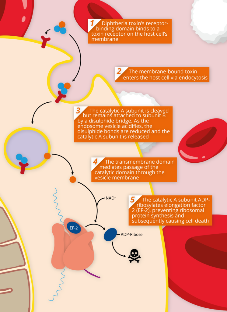 Corynebacterium diphtheriae патогенез. Патогенез дифтерии схема. Коринебактерии дифтерии Токсин. Дифтерия этиология.