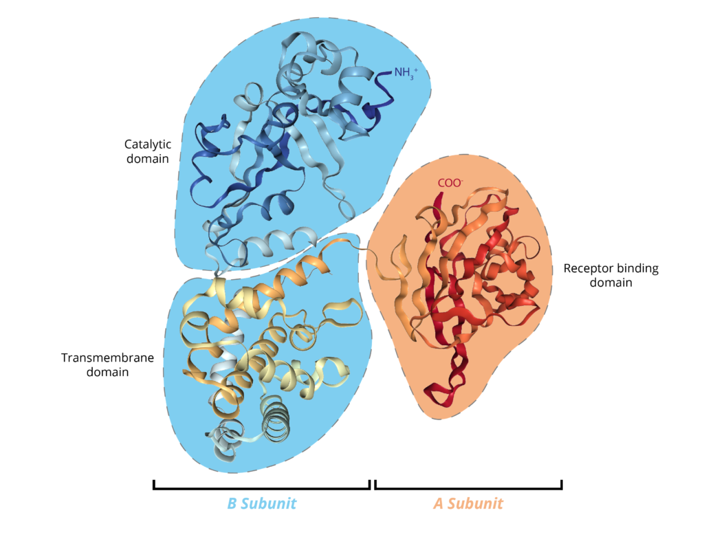 diphtheria bacteria structure