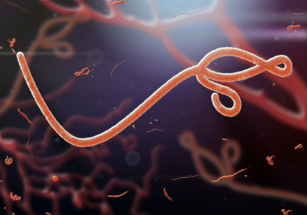 Ebola Virus Nucleoprotein Sudan
