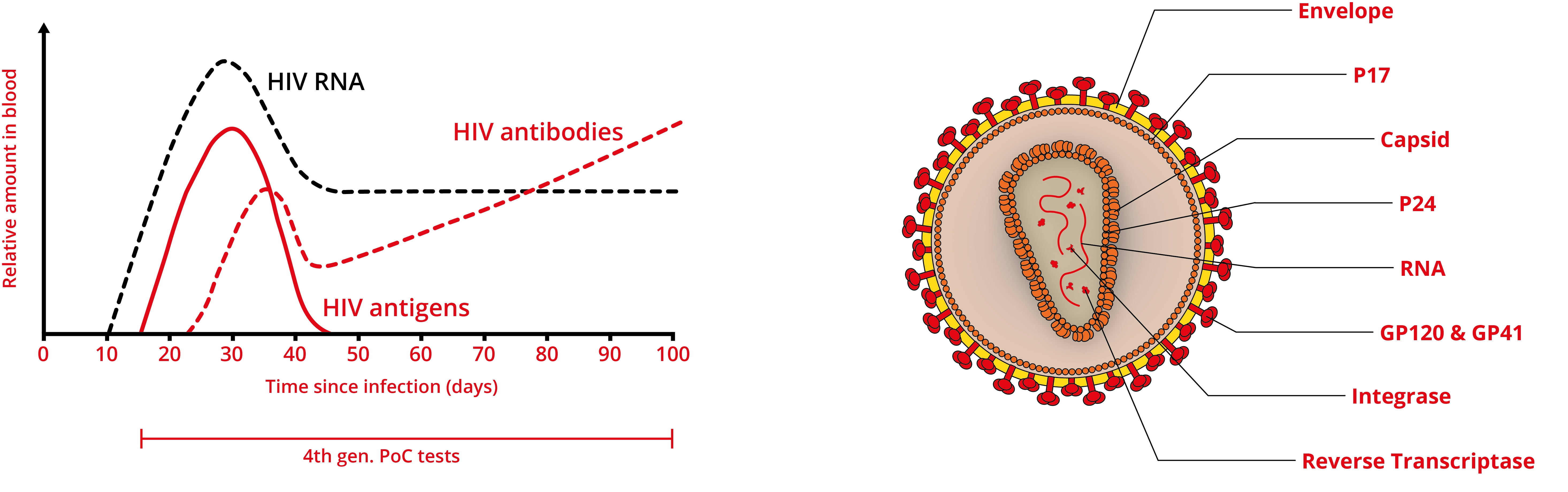 Hiv p24