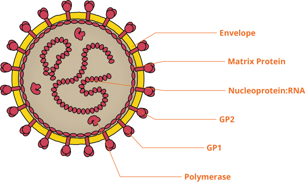 yellow fever virus labeled