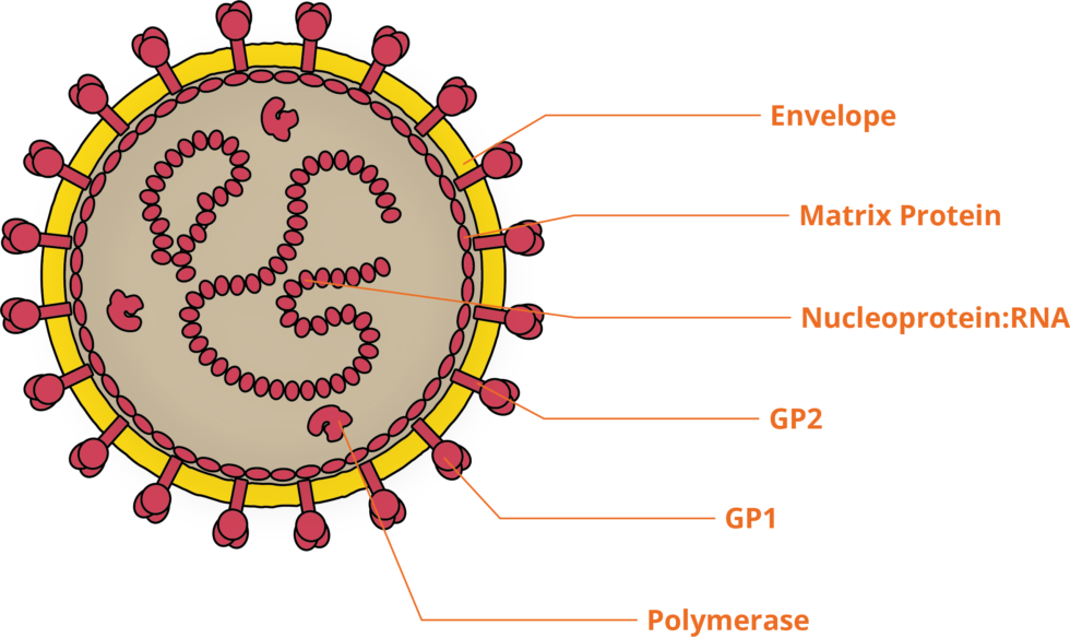 The Immune Evasion Strategies of Lassa Fever Virus - The Native Antigen ...