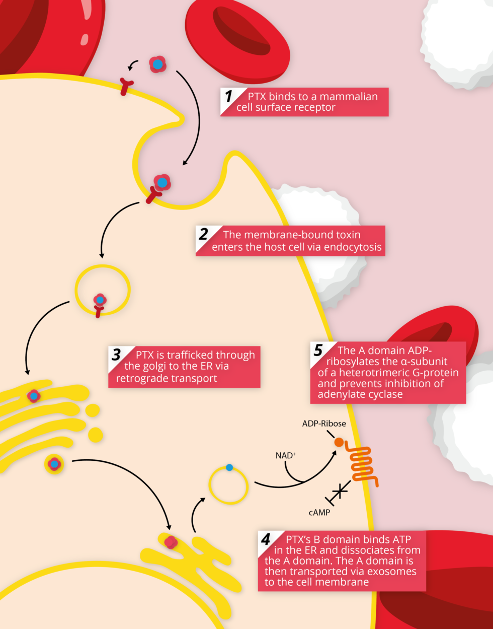 Pertussis Toxin: The Nuts And Bolts - The Native Antigen Company