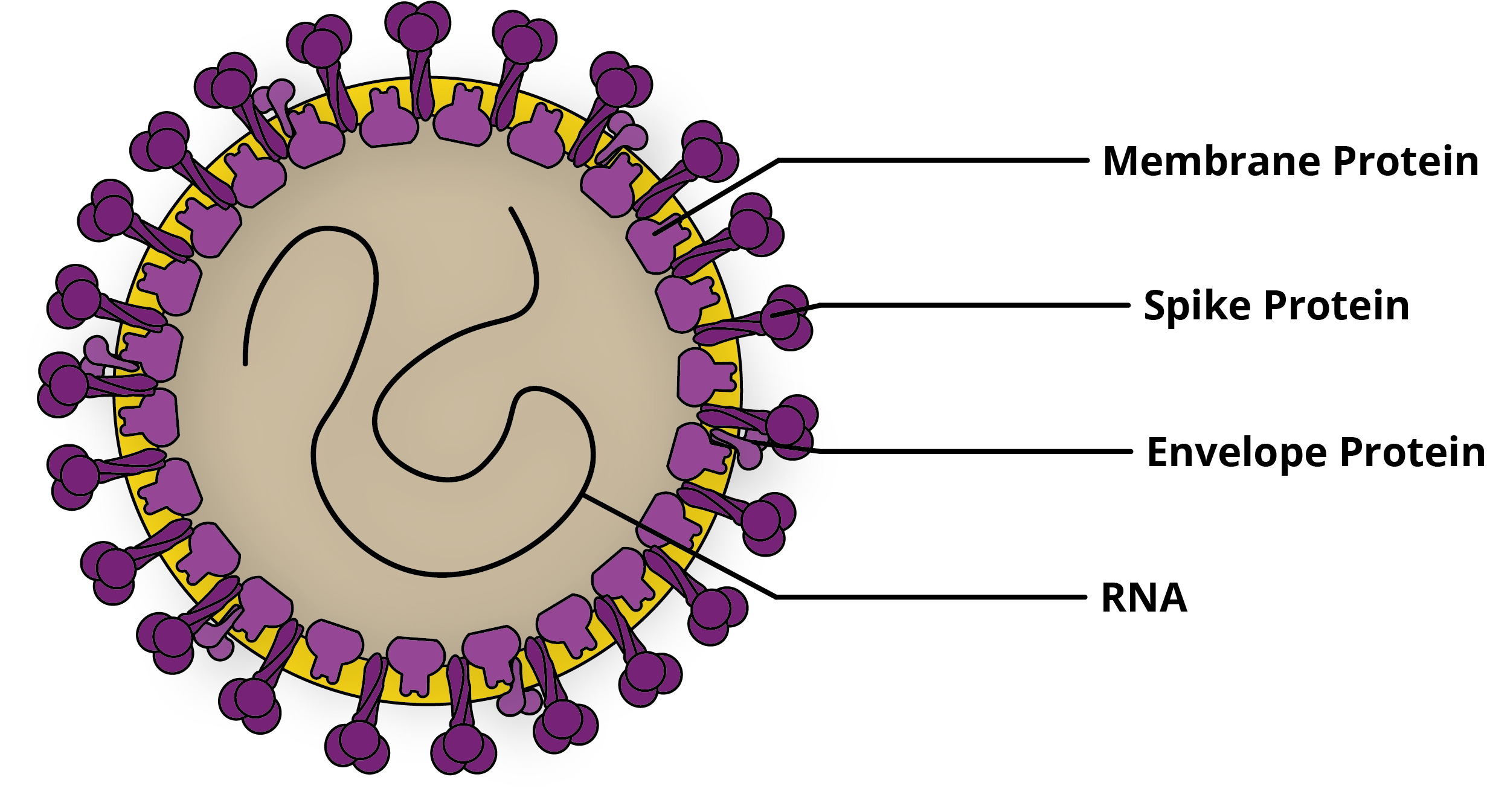 Coronaviruses The Next Disease X The Native Antigen 