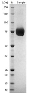 FLU-H1N1-HA_SDS-PAGE