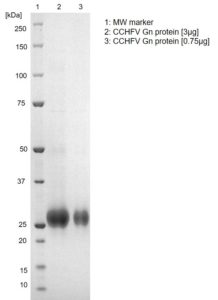 CCHFV Gn protein