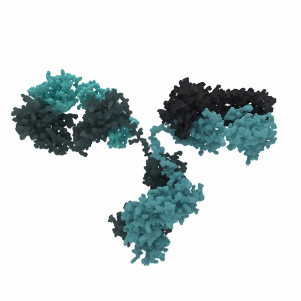 Mouse Anti Nipah Virus Glycoprotein G Antibody (JB3)