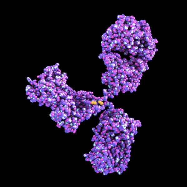 Mouse Anti-Astrovirus Antibody (AT54)