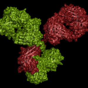 Mouse Anti Rubella virus Glycoprotein E1 (1715)