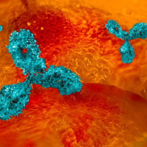 Mouse Anti Rubella virus Glycoprotein E2 (1717)