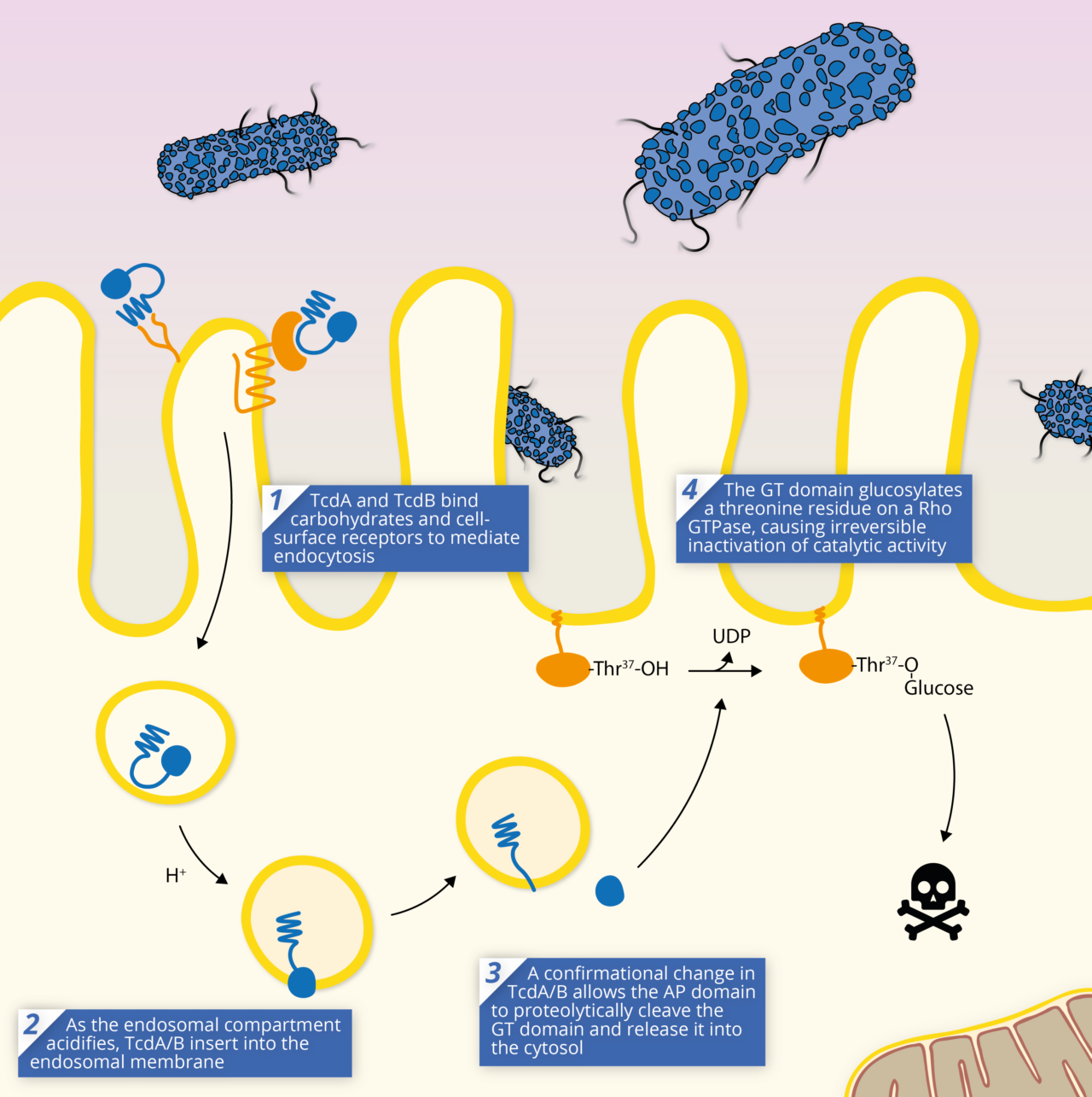 Clostridium Difficile Toxins: The Nuts And Bolts - The Native Antigen ...