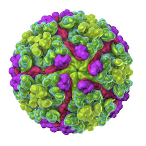 Chikungunya virus-like particle