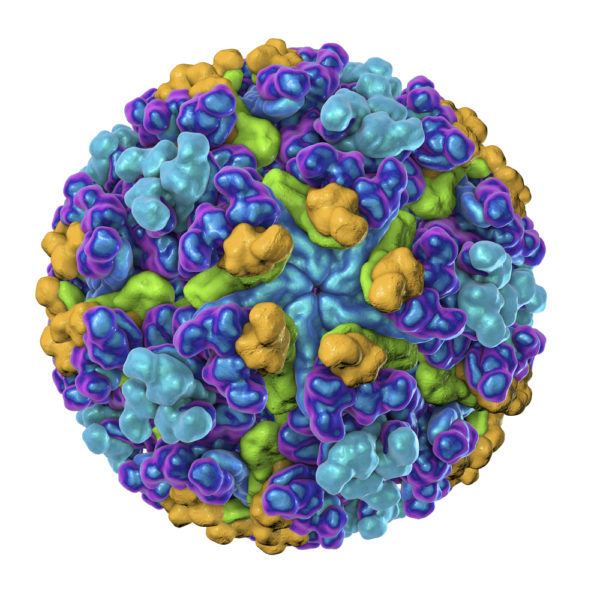Chikungunya Virus E2