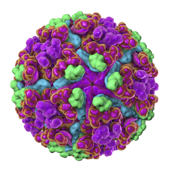 Chikungunya Virus E2 Envelope