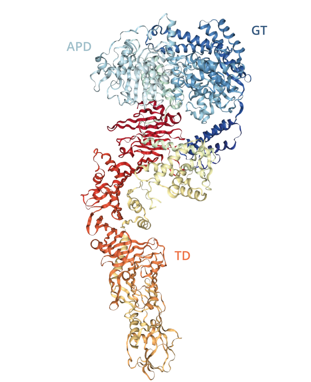 Clostridium Difficile Toxins: The Nuts And Bolts - The Native Antigen ...