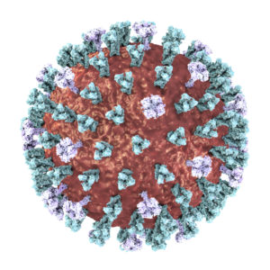 Measles Virus Lysate