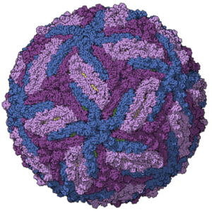Powassan Virus NS1 Protein