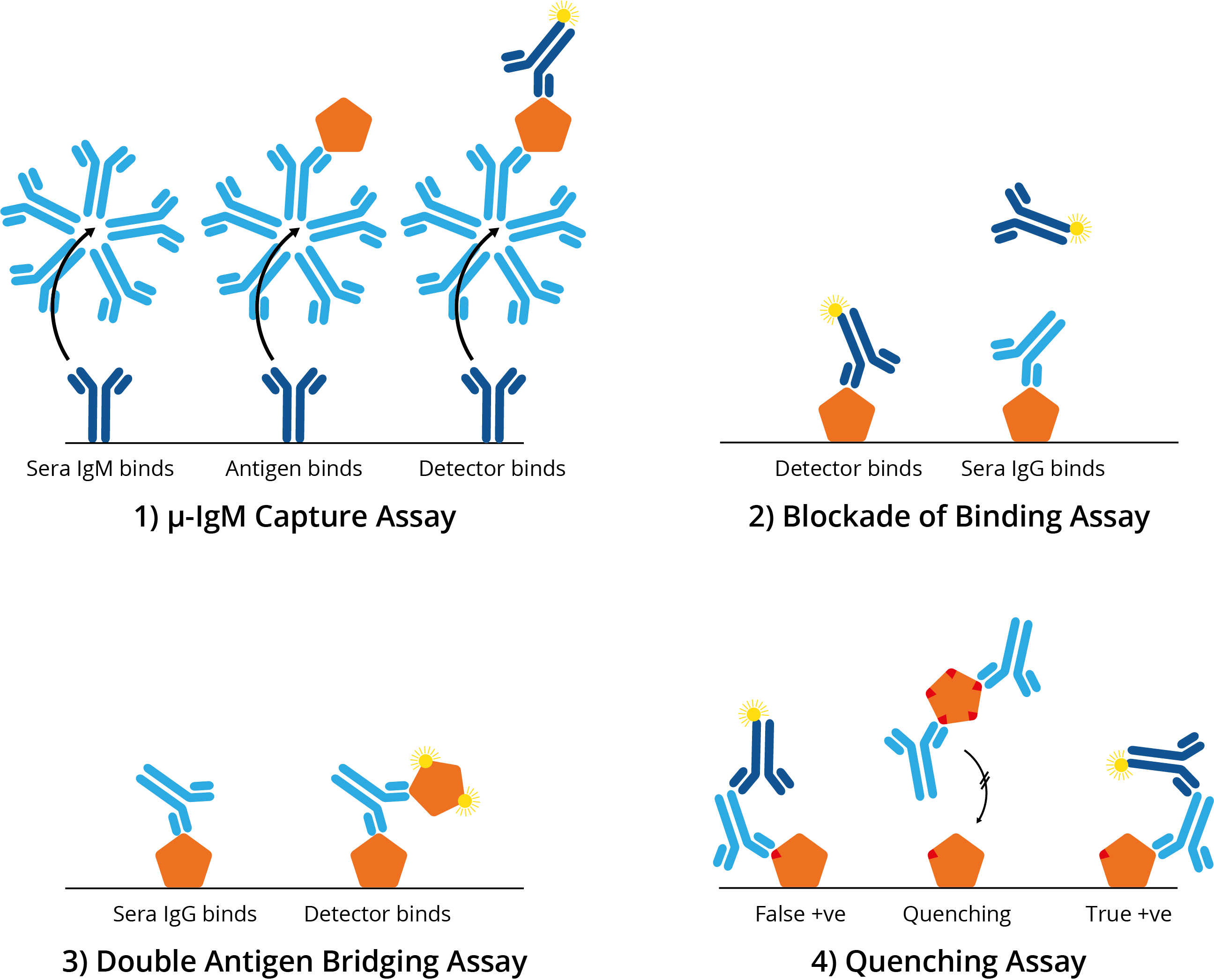 antibody binding assay