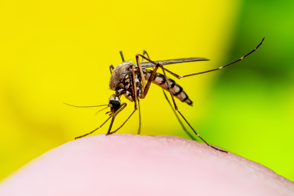Going Viral: Why We Need New Diagnostics For a Safe and Effective Dengue Vaccine