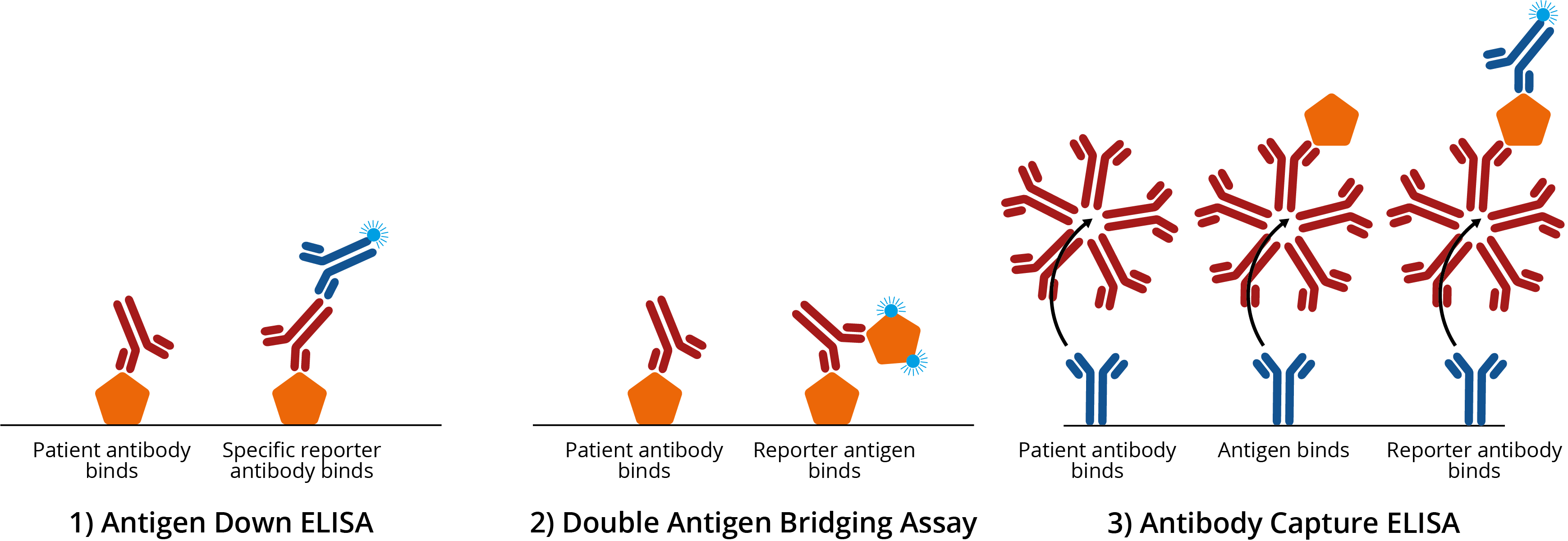 Antigen Antibody Reaction Elisa