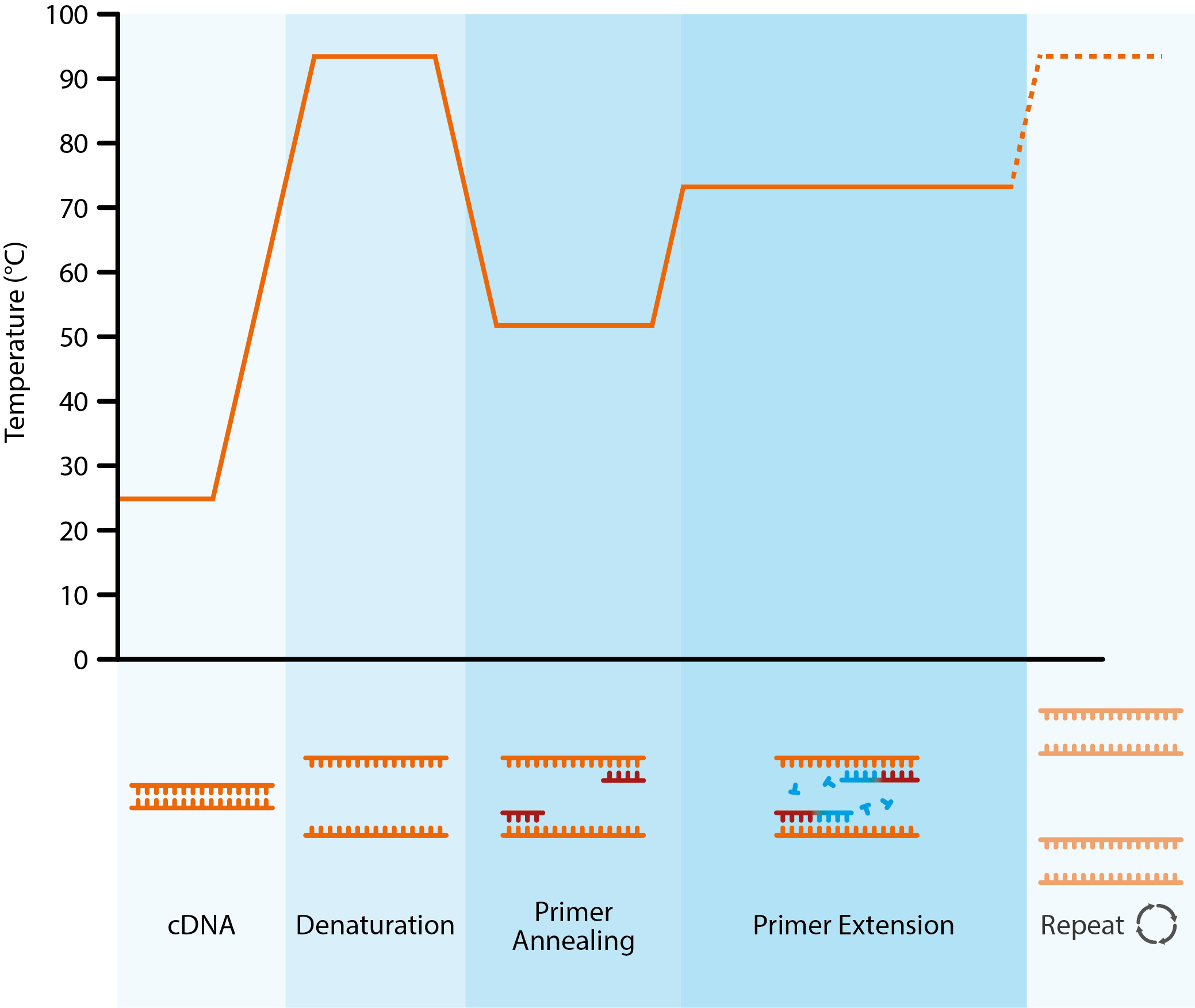 Why We Need Antigen And Antibody Tests For Covid 19 The Native Antigen Company