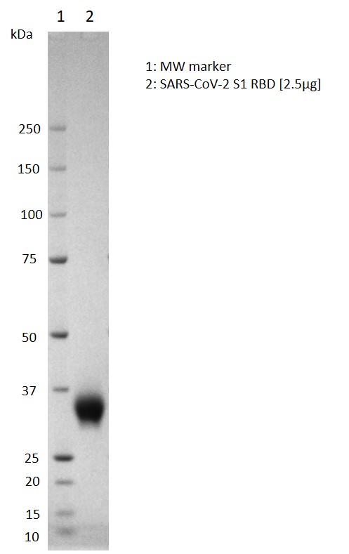 SARS-CoV-2 Spike Glycoprotein S1 RBD - The Native Antigen Company