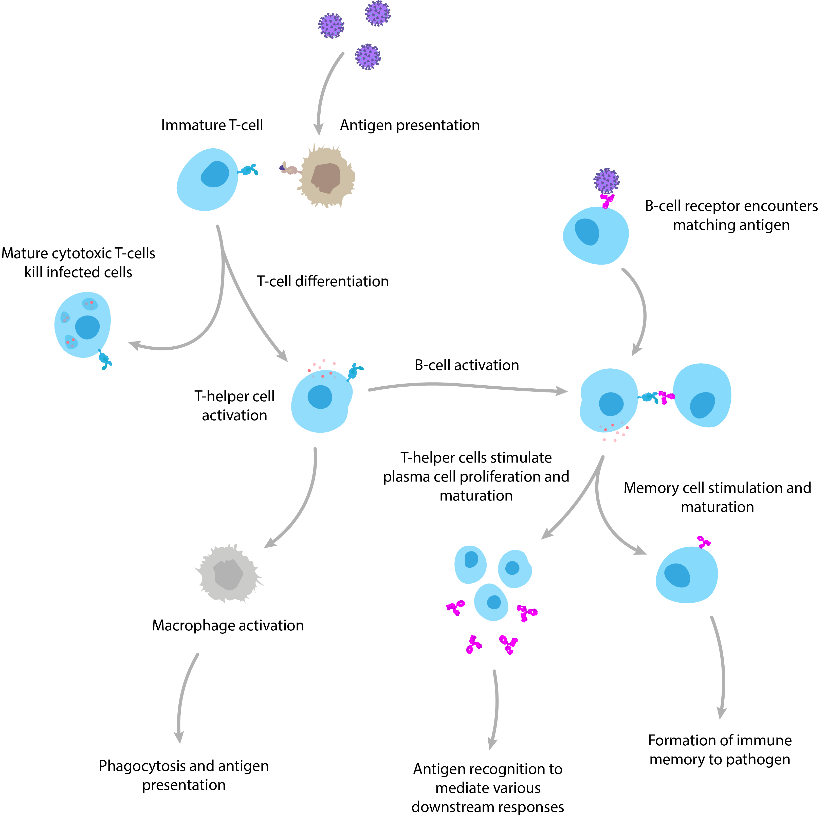 immune-competent-cells