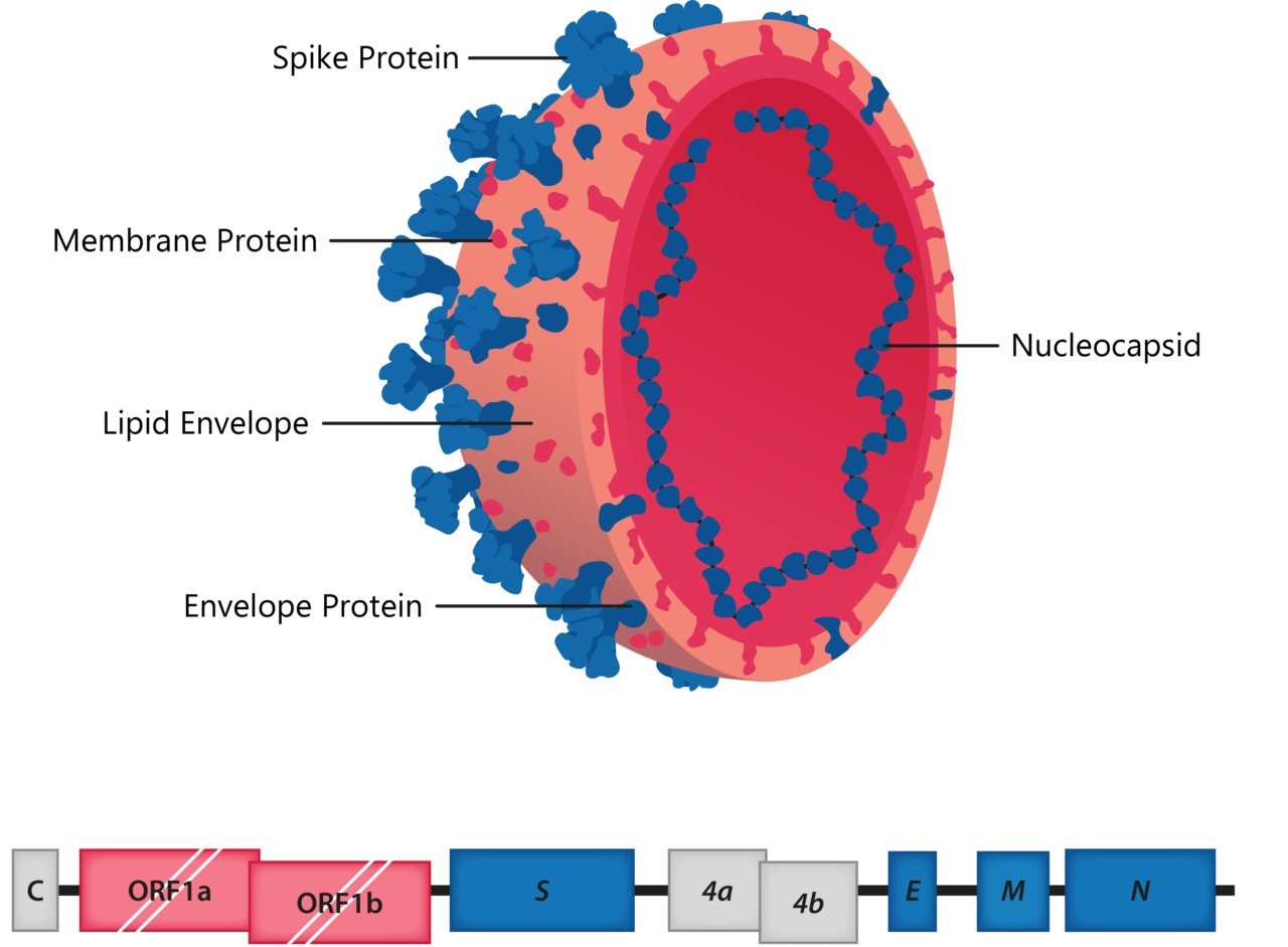 The Endemic Coronaviruses And What They Might Tell Us About Covid 19