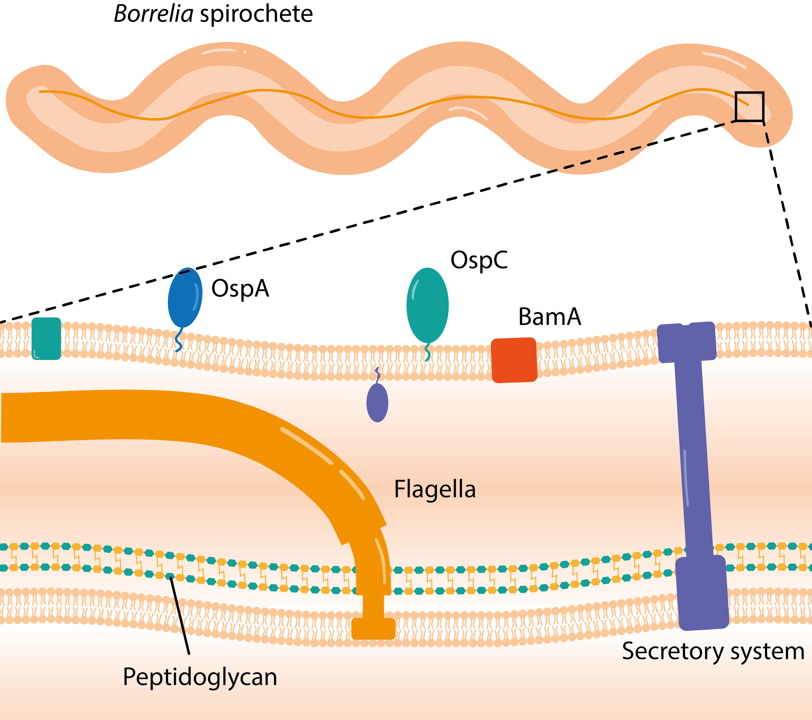 Diagram showing the membrane structure of Borrelia