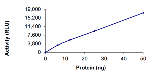 SARS-CoV-2 RdRp Activity