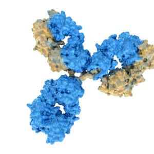 Human IgM SARS-CoV-2 antibody