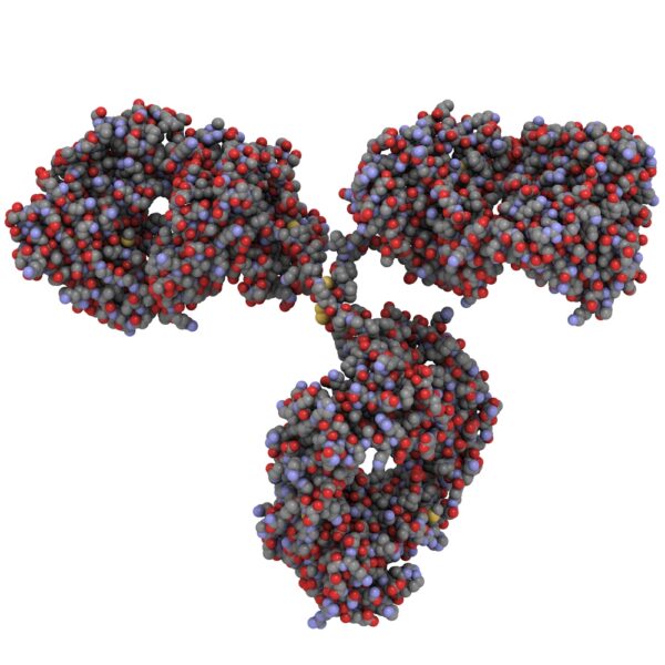 SARS-CoV-2 Spike (S2) Antibody (CH1)