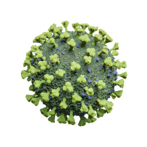 Metapneumovirus 3 Type B1