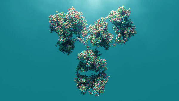SARS-CoV-2 Spike (S2) Antibody (HA11)