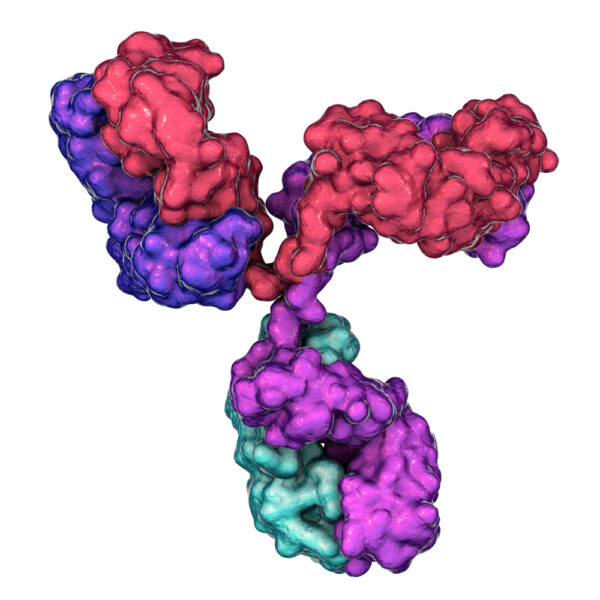 SFTSV Nucleoprotein Antibody (JA4)