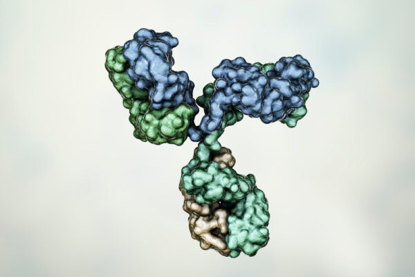Rift Valley nucleoprotein GG3