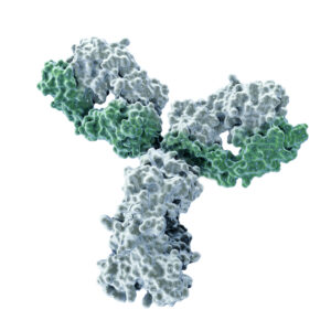 SARS-CoV-2 Spike Antibody (HH10)