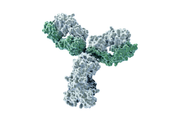 SARS-CoV-2 Spike Antibody (HH10)