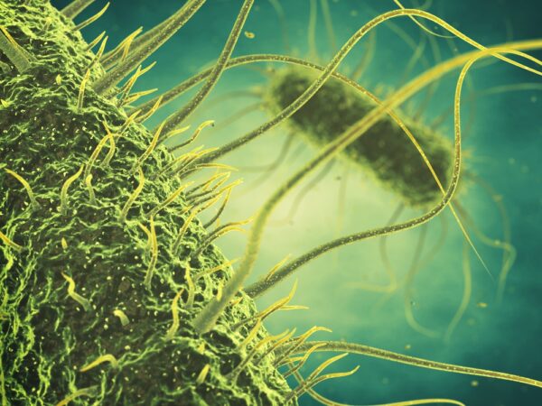 3D image of green salmonella bacteria Salmonella Typhi Outer Membrane