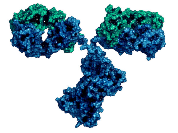 SARS-CoV-2 Spike (S2) Antibody (AD10)