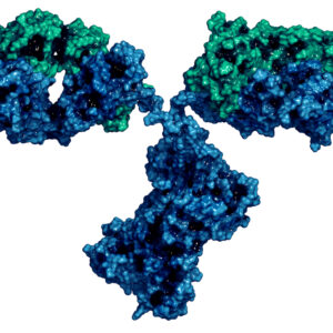 SARS-CoV-2 Spike (S2) Antibody (AD10)