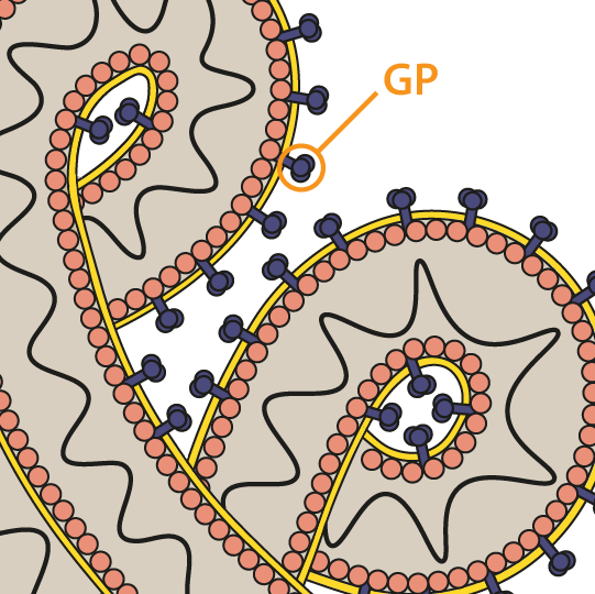 Marburg Virus Envelope Glycoprotein Diagram