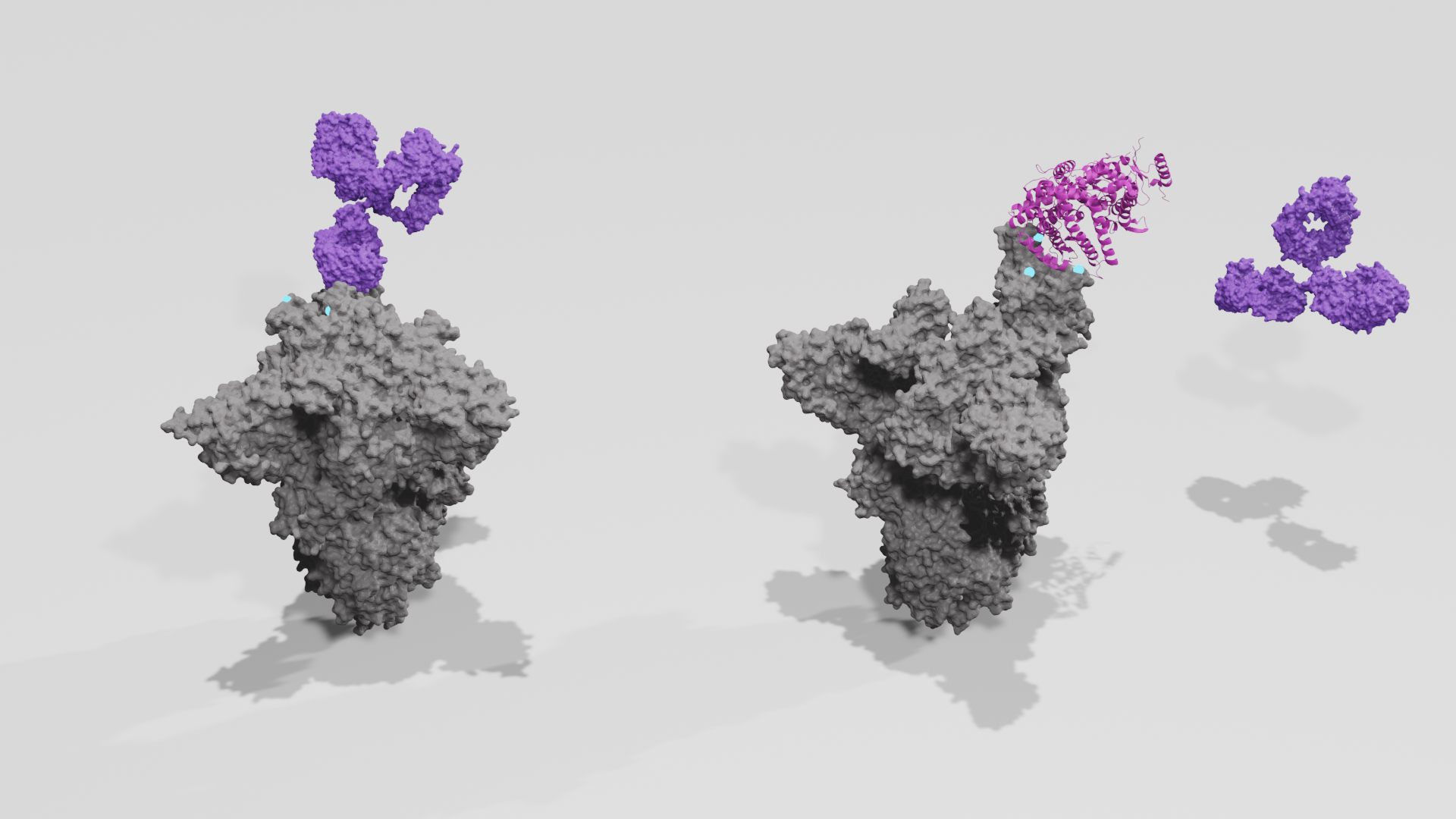 Competitive Antibody_ACE2 Binding Spike Trimer