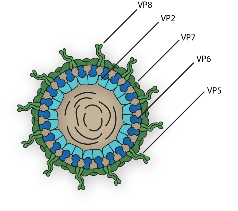 Rotavirus VP7 Now Available The Native Antigen Company