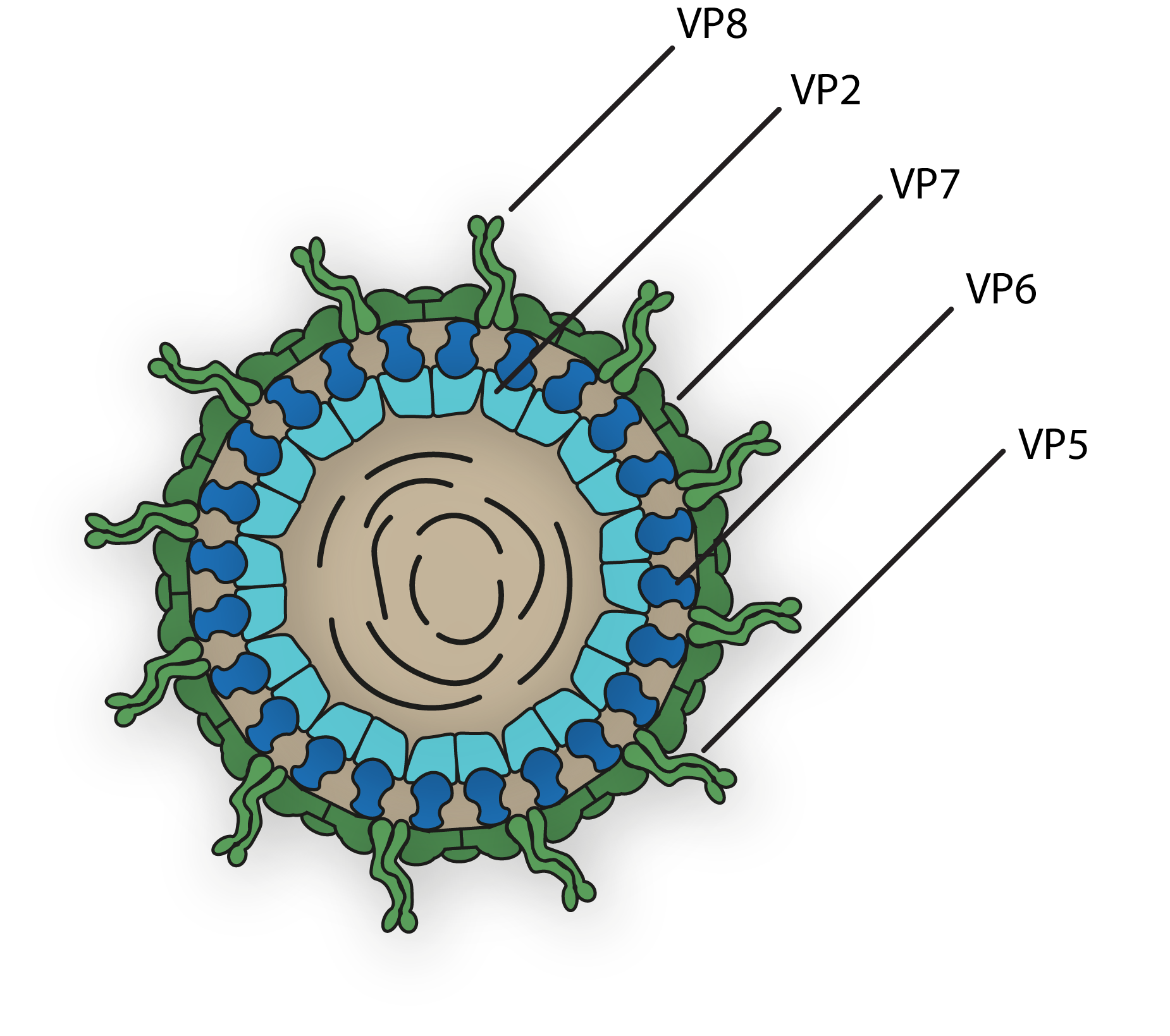 Rotavirus Diagram Labelled