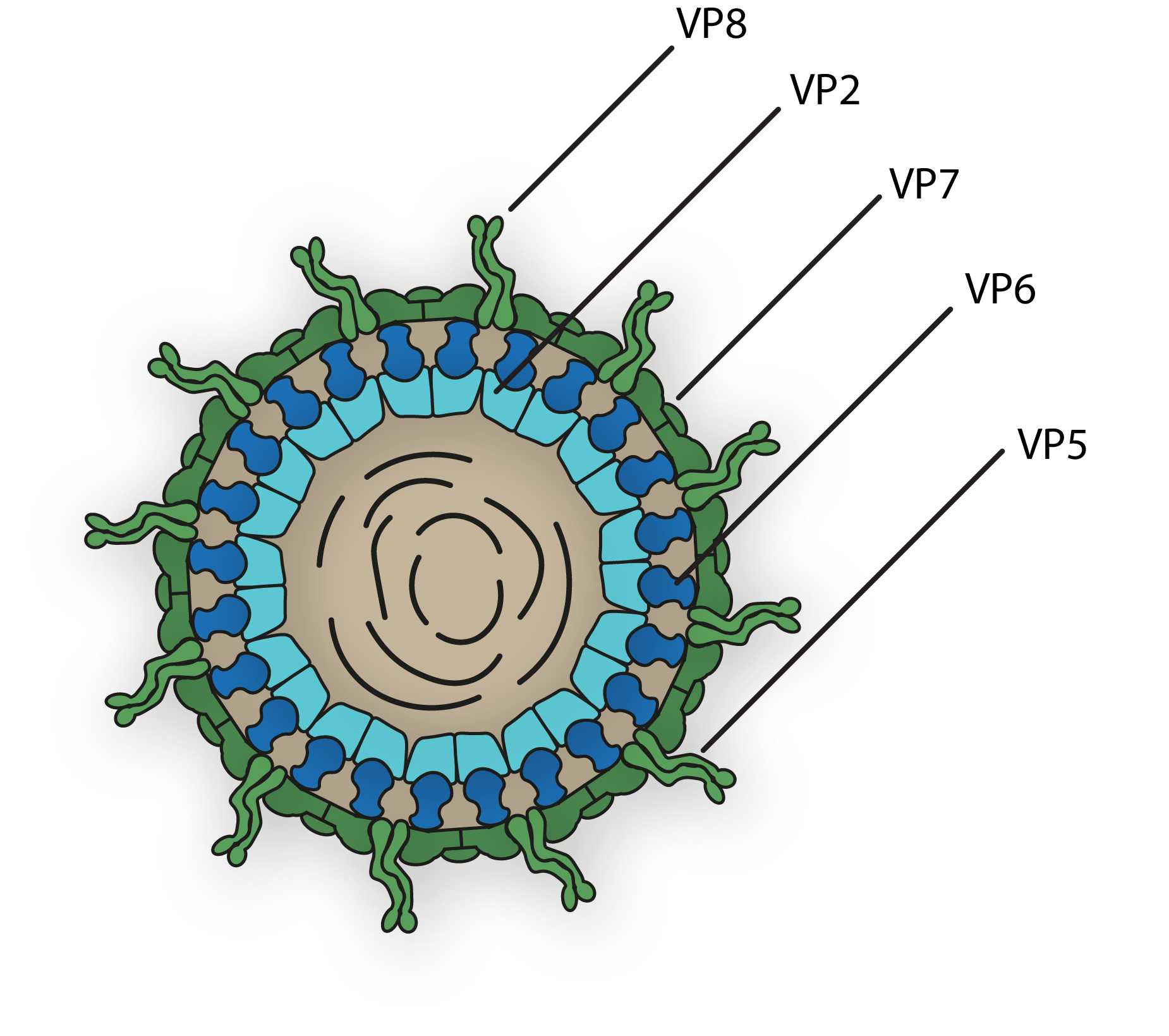 Rotavirus VP7 Now Available The Native Antigen Company