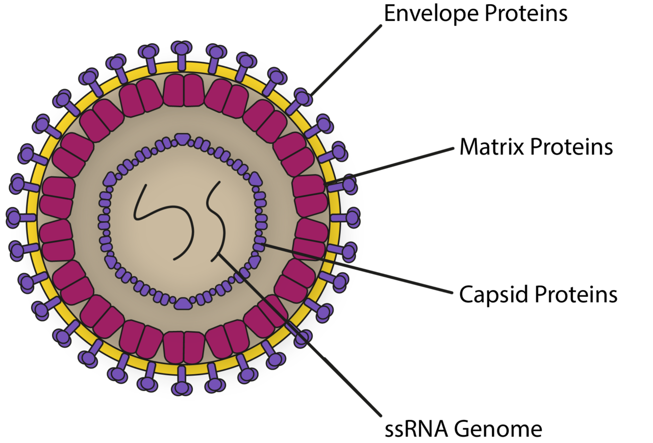 HTLV Antigens Now Available - The Native Antigen Company